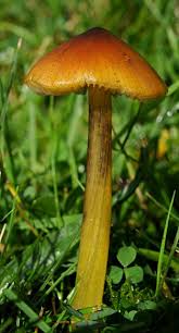 Attēlu rezultāti vaicājumam “Hygrocybe pseudoconica”