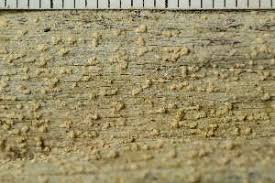 Attēlu rezultāti vaicājumam “Pertusaria flavida”