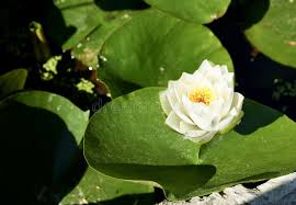 Attēlu rezultāti vaicājumam “Nymphaea alba leaf”