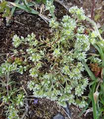 Attēlu rezultāti vaicājumam “Scleranthus perennis flower”