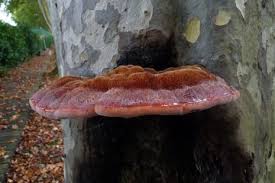 Attēlu rezultāti vaicājumam “Inonotus rheades”