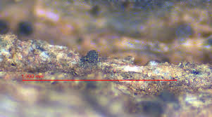 Attēlu rezultāti vaicājumam “Licea castanea spores”