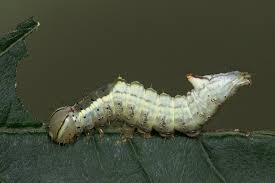 Attēlu rezultāti vaicājumam “Ptilodon capucina larva”