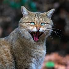 Attēlu rezultāti vaicājumam “Felis silvestris catus adult”