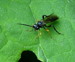 Attēlu rezultāti vaicājumam “Tenthredo mandibularis”