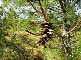 Attēlu rezultāti vaicājumam “Pinus peuce”