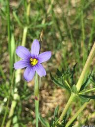 Attēlu rezultāti vaicājumam “Sisyrinchium montanum fruit”