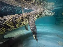 Attēlu rezultāti vaicājumam “Reptilia”