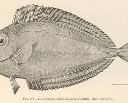 Image result for Naso hexacanthus