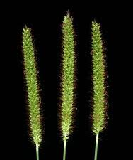 Attēlu rezultāti vaicājumam “Setaria glauca”