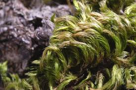 Attēlu rezultāti vaicājumam “Homalothecium sericeum”