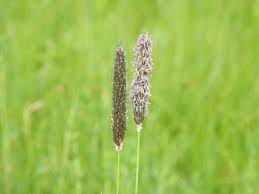 Attēlu rezultāti vaicājumam “Alopecurus pratensis”