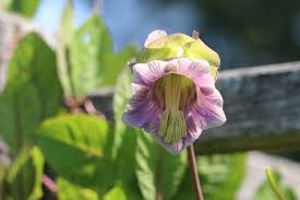 Image result for Glockenrebe