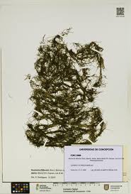 Attēlu rezultāti vaicājumam “Stuckenia filiformis”