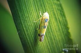 Attēlu rezultāti vaicājumam “Cicadellidae”