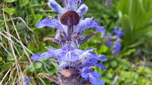 Attēlu rezultāti vaicājumam “Ajuga reptans bud”