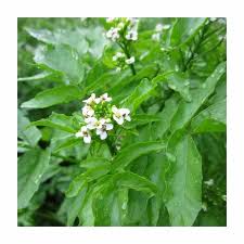 Image result for Rorippa nasturtium-aquaticum