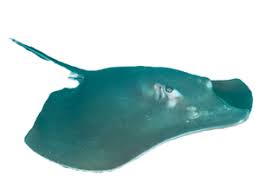 Image result for Styracura pacifica