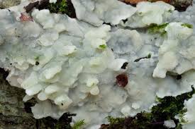 Attēlu rezultāti vaicājumam “Physisporinus vitreus”