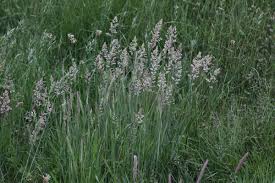 Attēlu rezultāti vaicājumam “Holcus mollis”