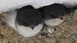 Attēlu rezultāti vaicājumam “Delichon urbicum juvenile”