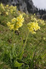 Attēlu rezultāti vaicājumam “Primula veris var. rubra”