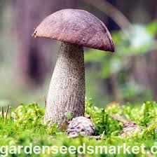 Attēlu rezultāti vaicājumam “Leccinum melaneum”