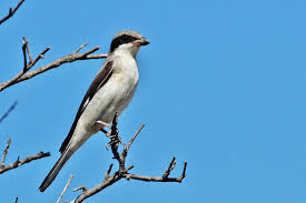 Image result for Lanius minor