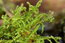 Attēlu rezultāti vaicājumam “Sanionia uncinata  sporophyte”