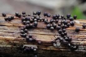 Attēlu rezultāti vaicājumam “Lamproderma ovoideum”