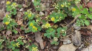 Attēlu rezultāti vaicājumam “Trifolium dubium”