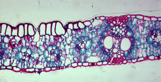 Attēlu rezultāti vaicājumam “Zea mays leaf”