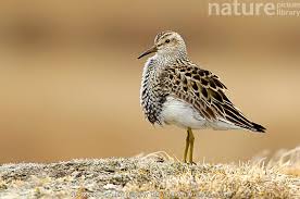 Image result for Calidris melanotos