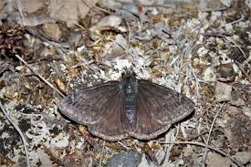 Attēlu rezultāti vaicājumam “Colias palaeno upperside”