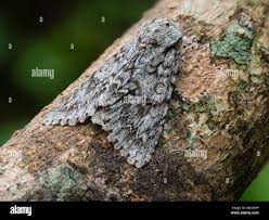 Attēlu rezultāti vaicājumam “Acronicta aceris”