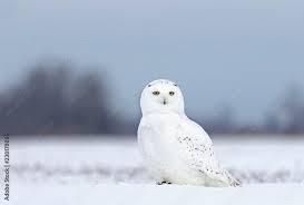 Image result for Bubo scandiacus