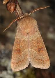 Attēlu rezultāti vaicājumam “Orthosia sp.”