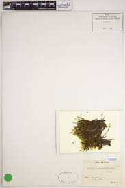 Attēlu rezultāti vaicājumam “Philonotis calcarea”