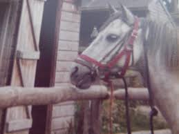 Image result for Palmers Riding Stables