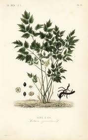 Attēlu rezultāti vaicājumam “Actaea spicata leaf”