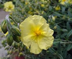 Attēlu rezultāti vaicājumam “Helianthemum nummularium fruit”