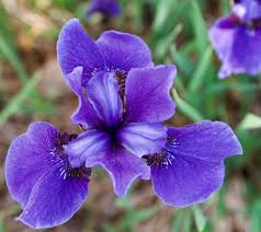 Attēlu rezultāti vaicājumam “Iris sibirica flower”