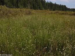 Attēlu rezultāti vaicājumam “Rhynchospora alba”