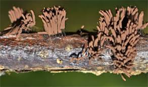 Attēlu rezultāti vaicājumam “Stemonitis pallida var. rubescens stalked”