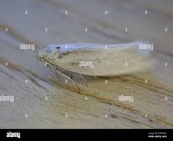 Attēlu rezultāti vaicājumam “Elachista argentella”