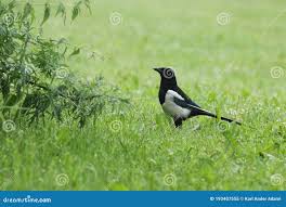 Attēlu rezultāti vaicājumam “Pica pica adult”