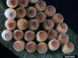 Attēlu rezultāti vaicājumam “Badhamia bethelii macro”