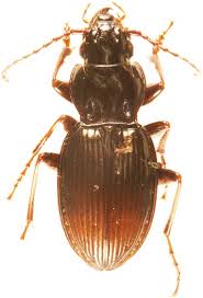 Attēlu rezultāti vaicājumam “Pterostichus sp.”