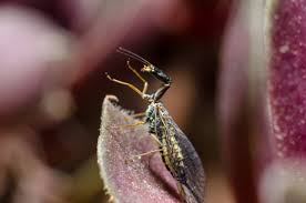 Attēlu rezultāti vaicājumam “Raphidioptera imago”