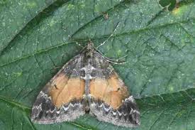 Attēlu rezultāti vaicājumam “Dysstroma truncata”